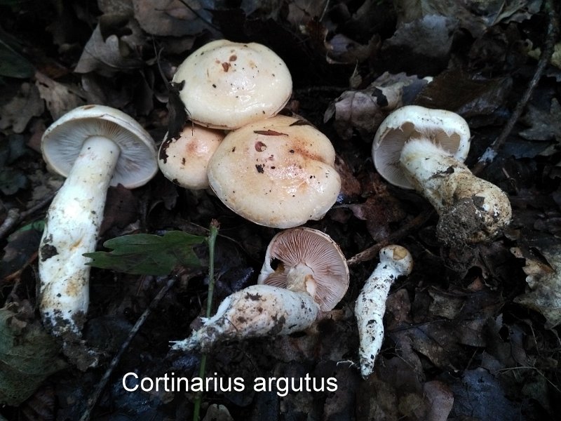 Cortinarius argutus-amf652-1.jpg - Cortinarius argutus ; Syn: Inoloma argutum ; Nom français: Cortinaire jaune crème